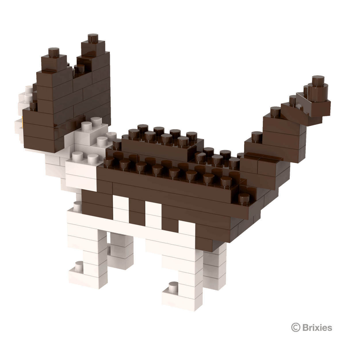 Hauskatze