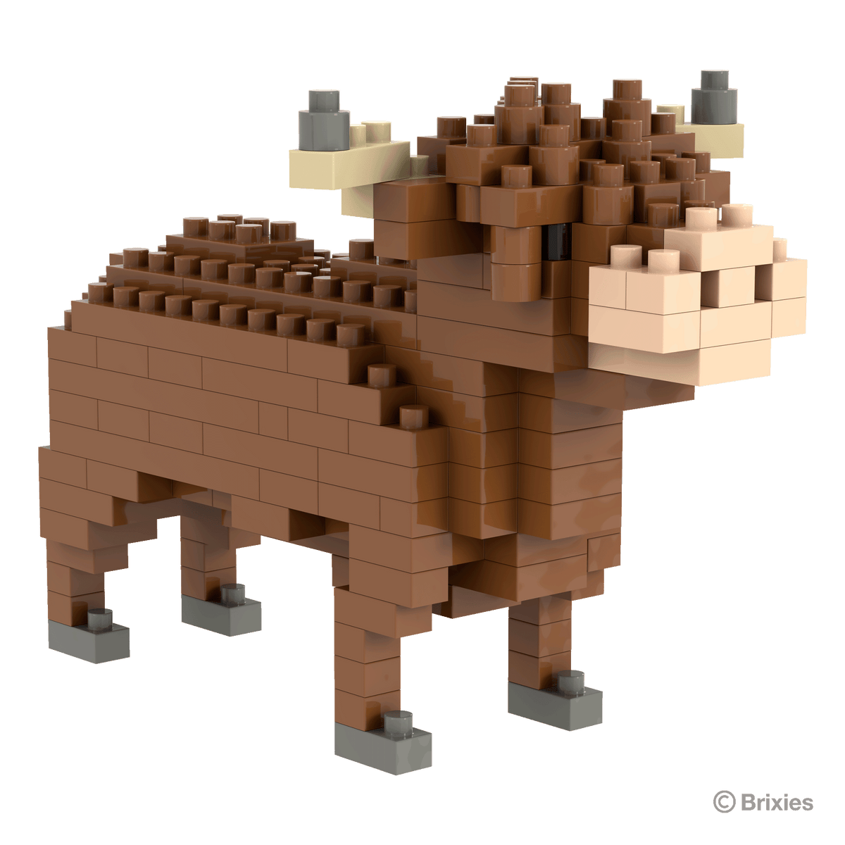 Brixies Highland Cow