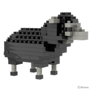 schwarzes Schaf / black sheep