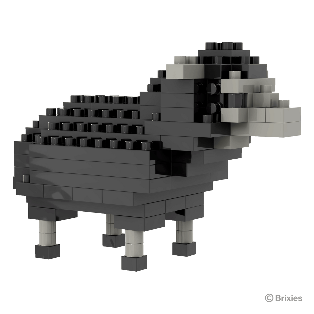 schwarzes Schaf / black sheep