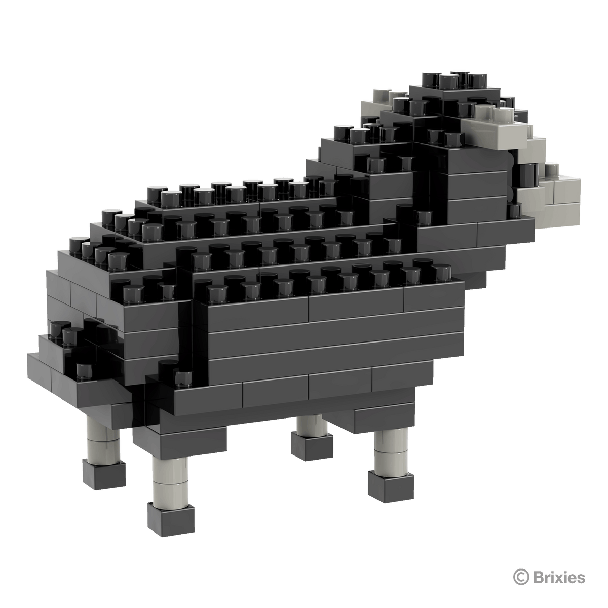 schwarzes Schaf / black sheep
