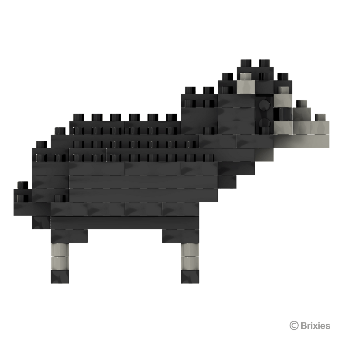schwarzes Schaf / black sheep