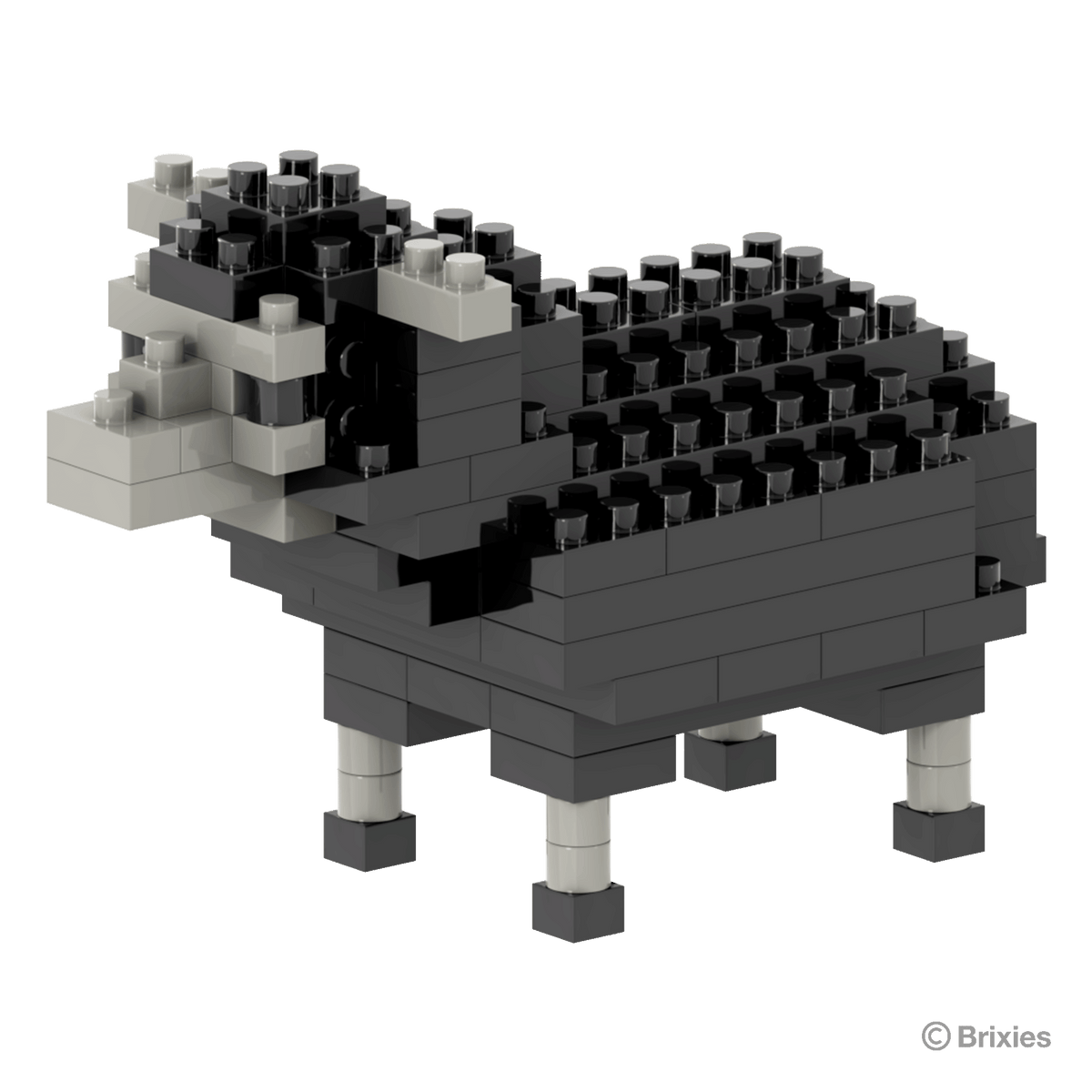 schwarzes Schaf / black sheep