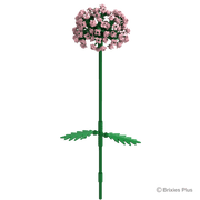 BRIXIES Plus Flowers Allium