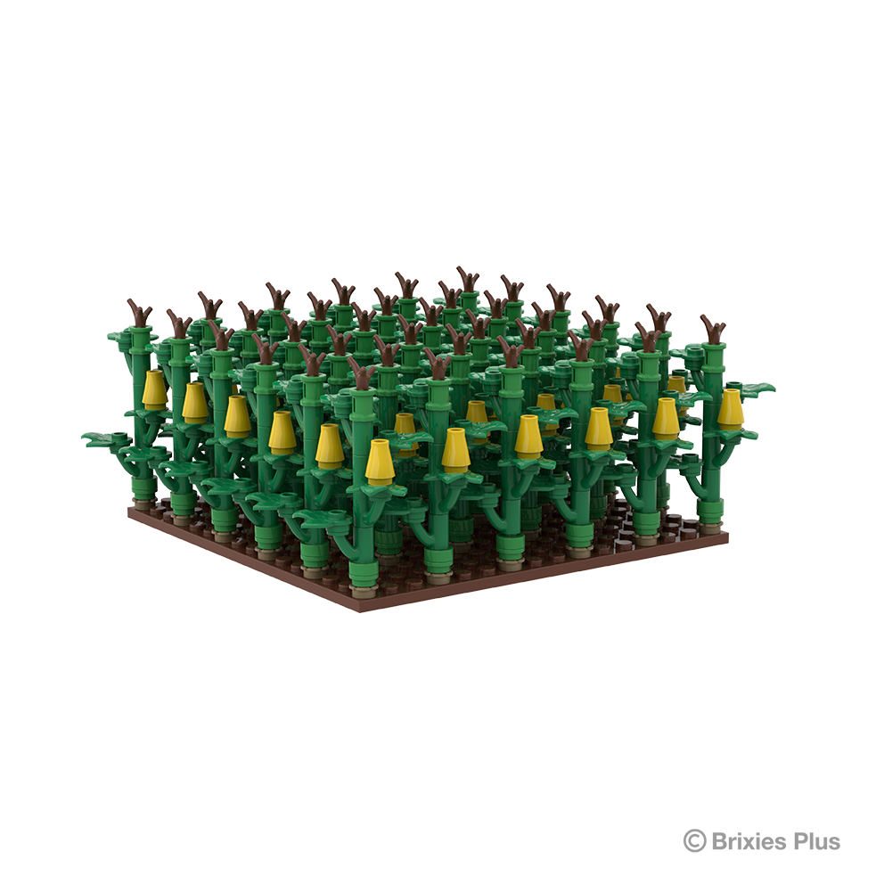 Maisfeld / cornfield