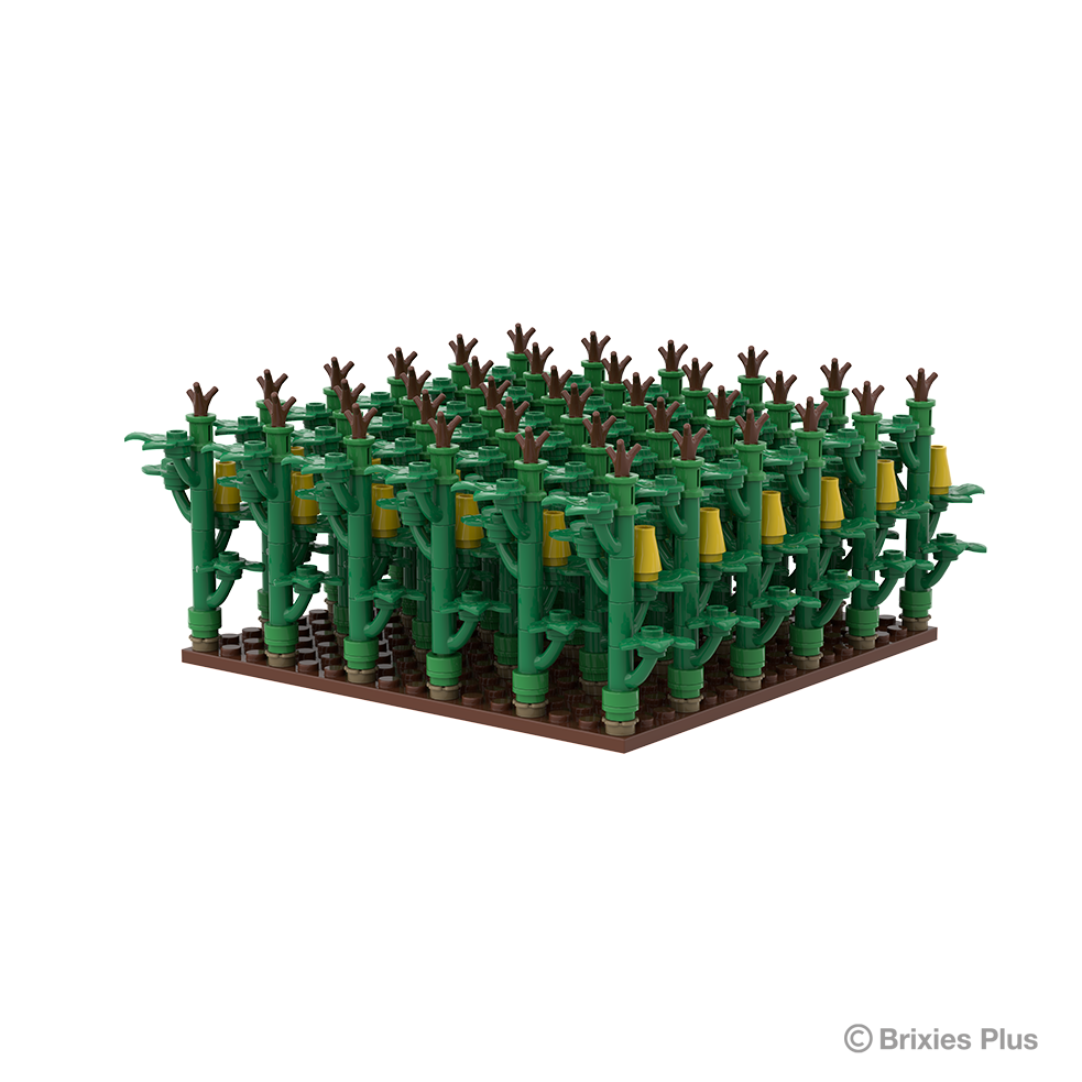 Maisfeld / cornfield