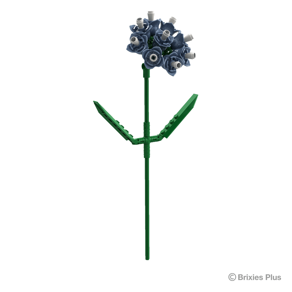 Flowers Strandflieder